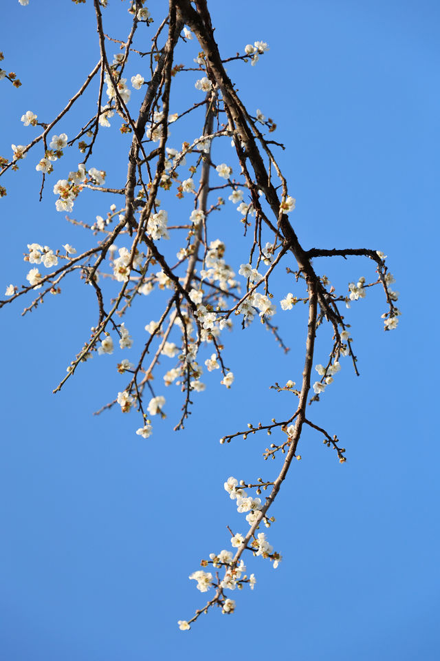 廣州 | 香雪公園的梅花怒放了(附路線)