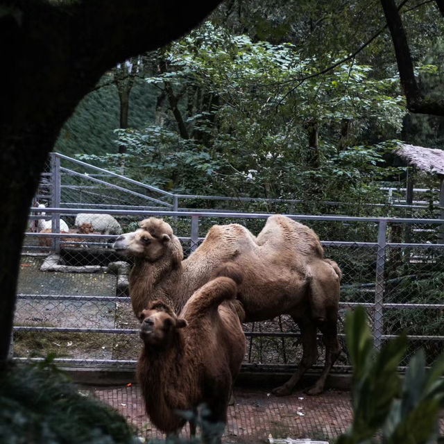 上海動物園：生機盎然，回歸自然的夢想