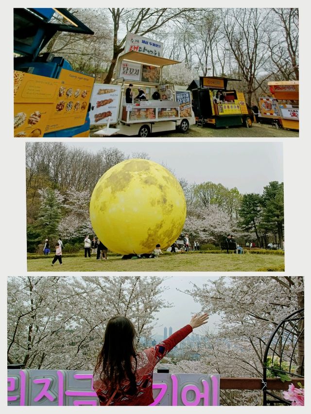 Where to see cherry blossom 🌸 outside of Seoul