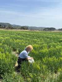 경주 여행 꼭 가봐야 할 곳, 경주 청보리밭