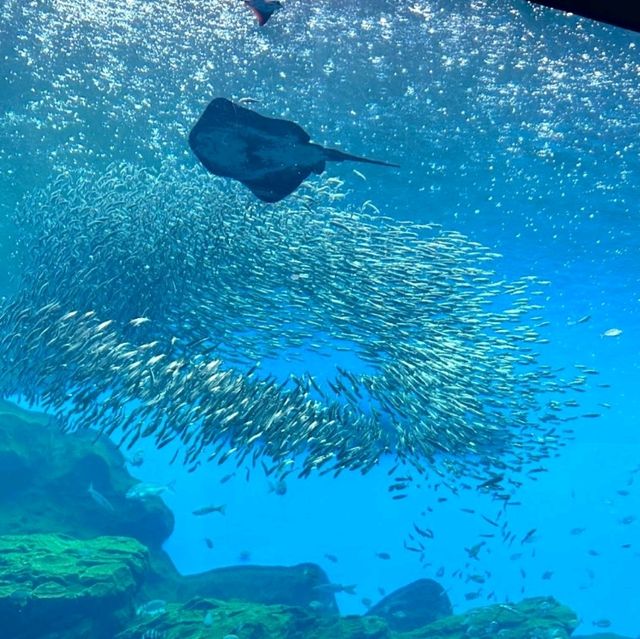 仙台景點｜冬季限定東北企鵝大暴走—仙台海洋森林水族館