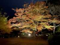 How to make this autumn extraordinarily beautiful! It’s the spectacular night autumn leaves 