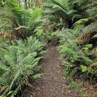 Great Otway National Park, Victoria