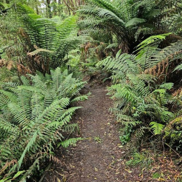 Great Otway National Park, Victoria