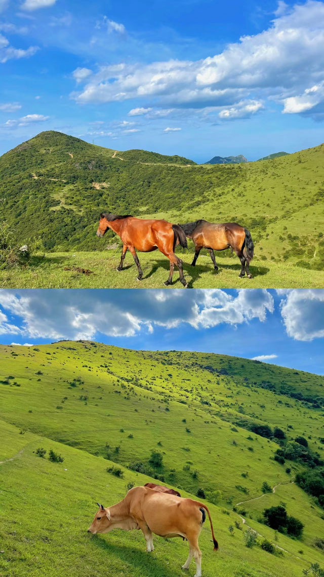 福建不止有海島還有瑞士般的大草原