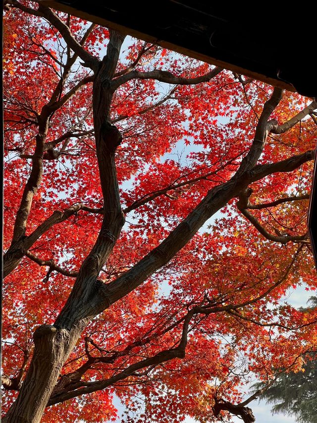 live蘇州環秀山莊紅楓封神了！！！