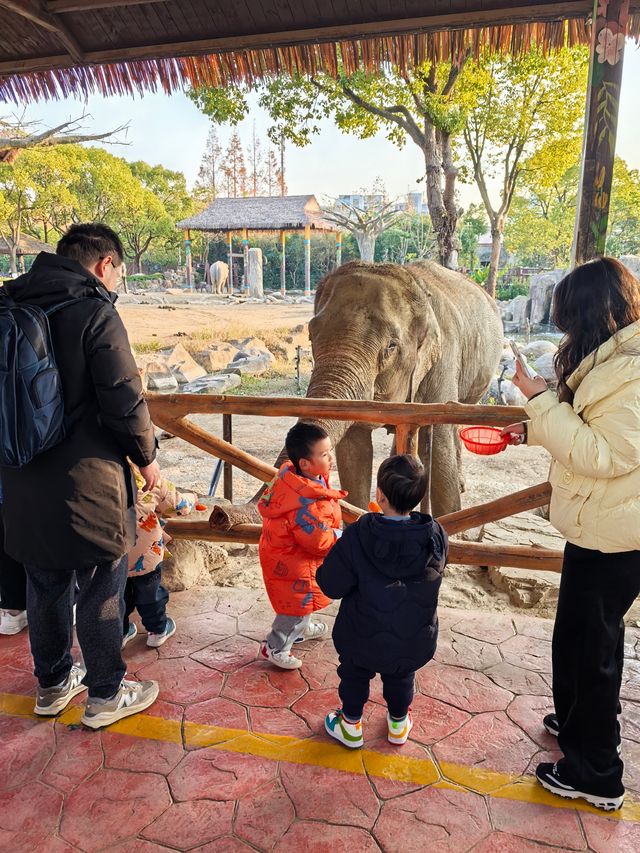 周末帶娃速逛上海野生動物園攻略，真不錯！