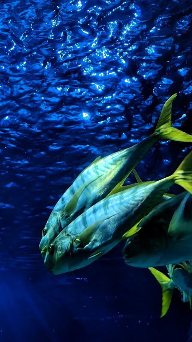 在塔爾薩的水族館遇見夢幻海洋