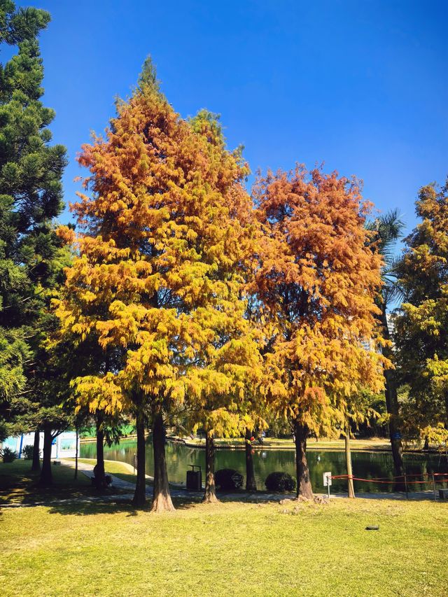 南湖公園落羽杉又紅啦