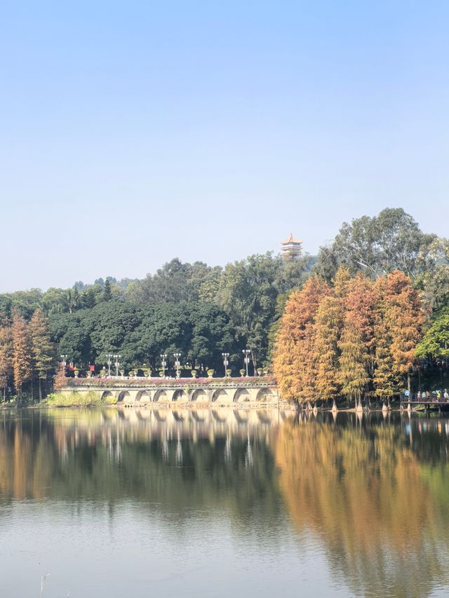 鹿湖公園：落羽杉已到最佳觀賞期