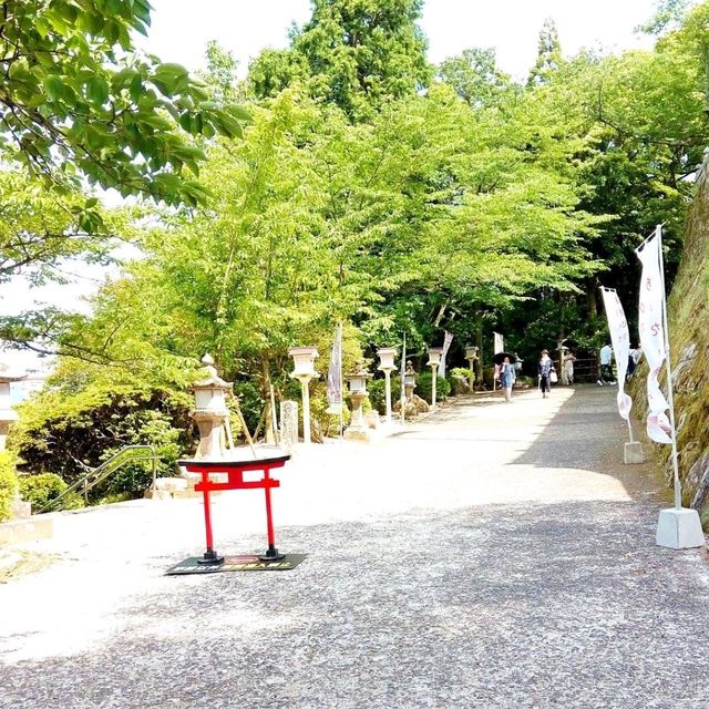 佐賀景點｜據說有神明居住的3000年大楠樹—佐賀武雄神社