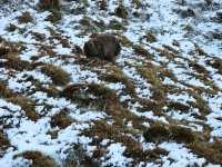 Wombat Spotting Under Cradle Mountain: A Wildlife Adventure!