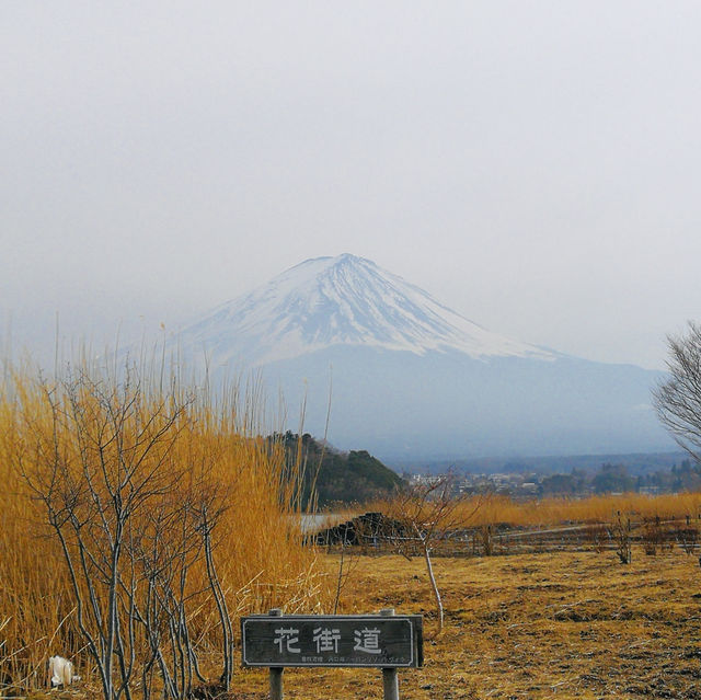 Facing Majesty: A Moment with Mount Fuji at Kawaguchiko