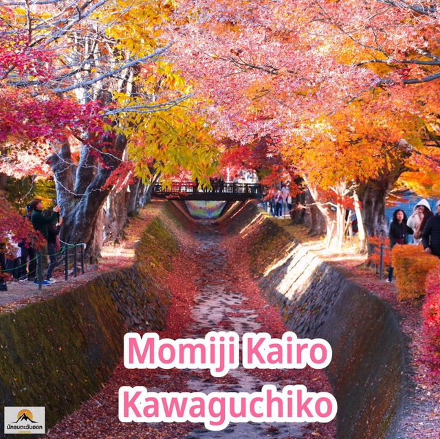 Momiji Kairo Kawaguchiko 