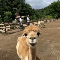 Alpaca world in July!