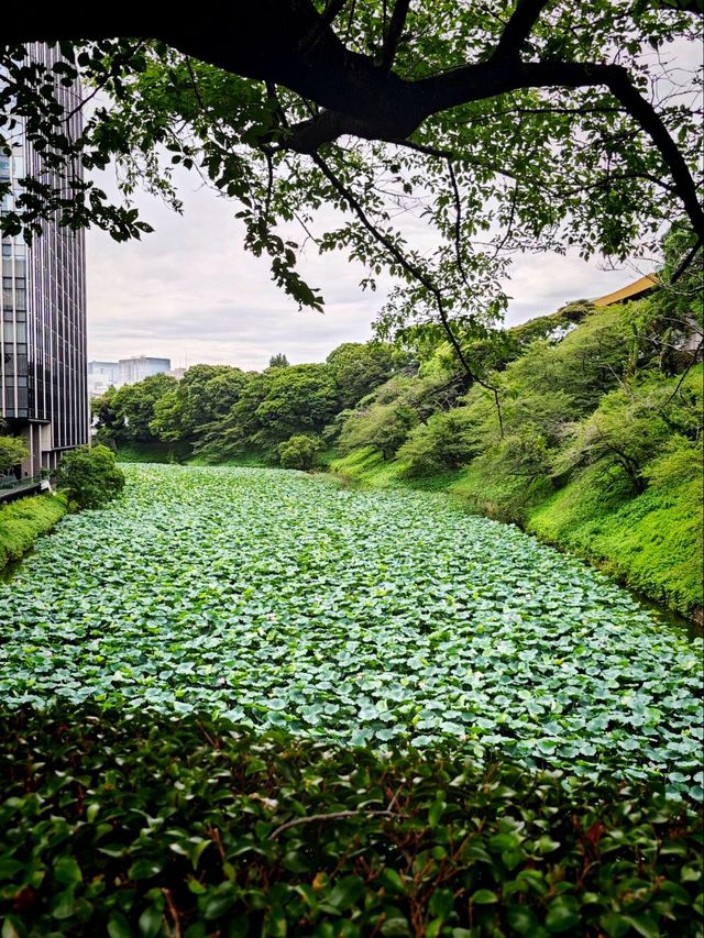 Imperial Palace - Tokyo