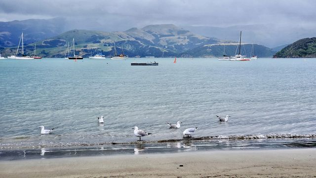 New Zealand's French town - Akaroa.