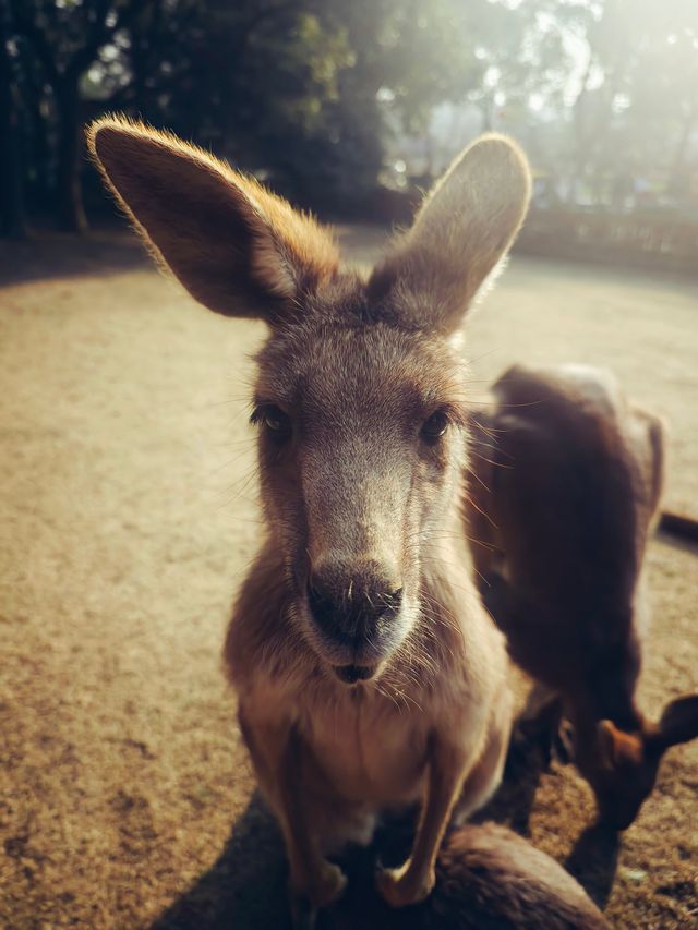 上海野生動物園一日遊花銷