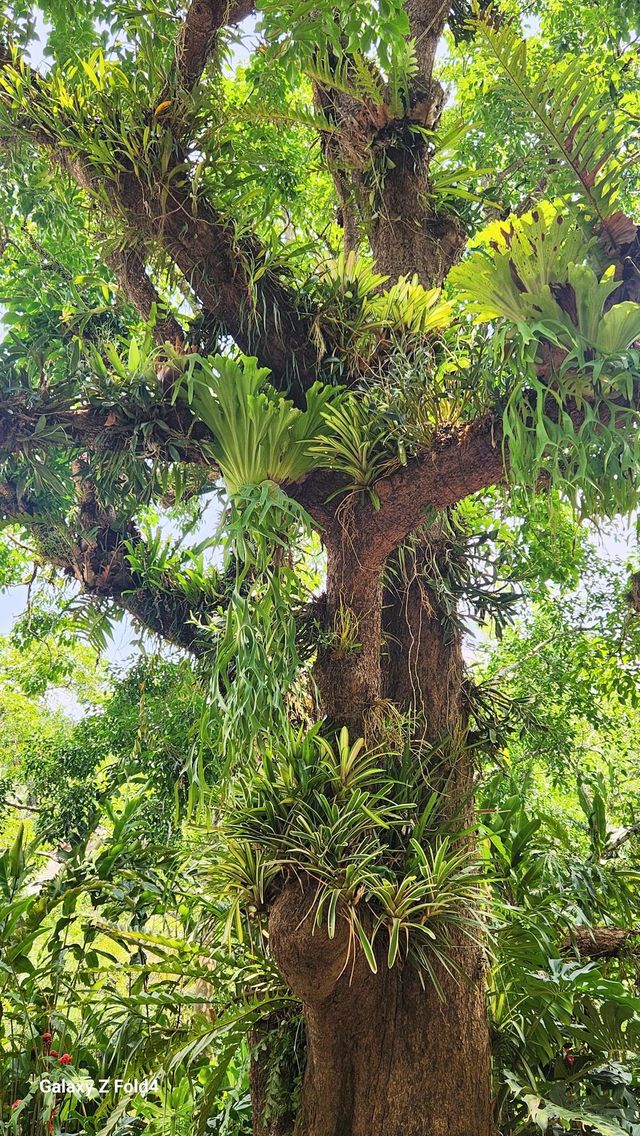 動物園你去過，那植物園你來過嗎？。