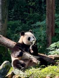 與自然共舞：南京紅山森林動物園之旅