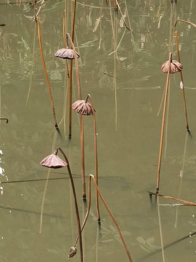 華南國家植物園。