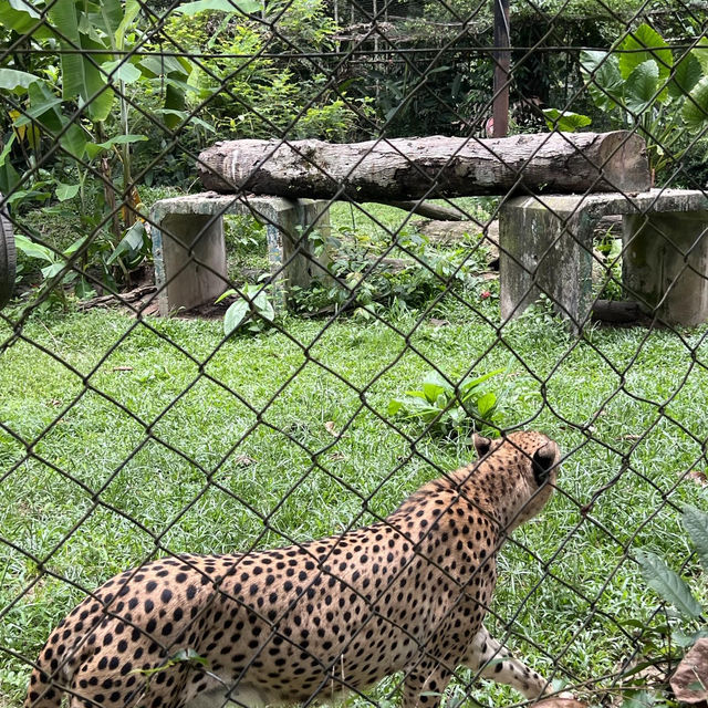 馬來西亞國家動物園