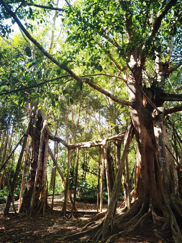 打卡西雙版納中科院植物園