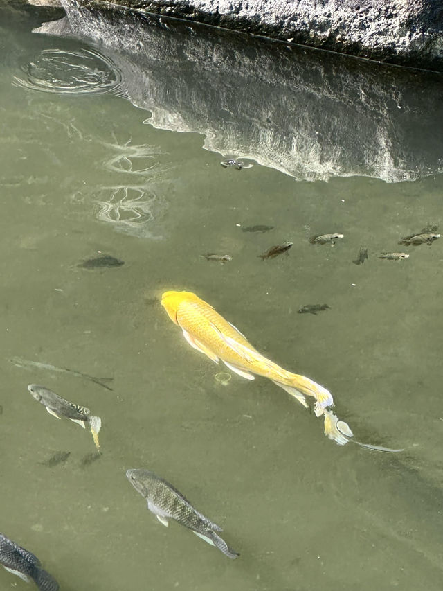 曼聽公園｜西雙版納的皇家園林之旅