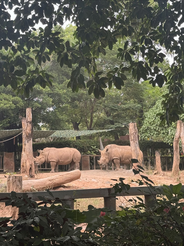 多次遊覽廣州動物園，為您總結的詳盡攻略來啦