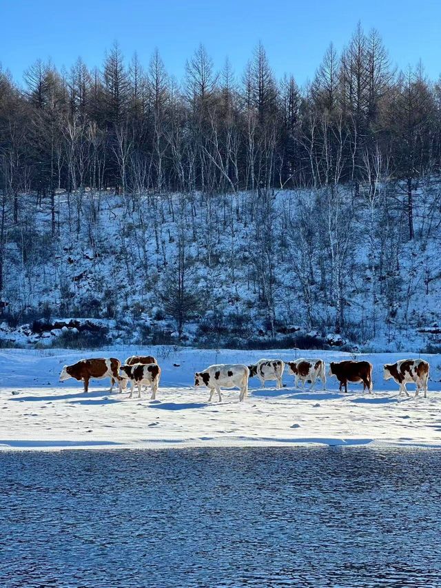 內蒙古烏蘭布統｜南方人夢裡的林海雪原