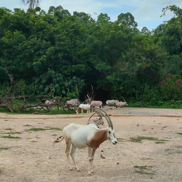 馬來西亞國家動物園：綠蔭樂園，無窮體驗和樂趣