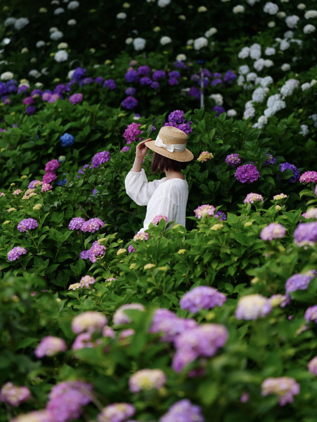 関西最大級の紫陽花☺️💠77000株の紫陽花の海💠☺️