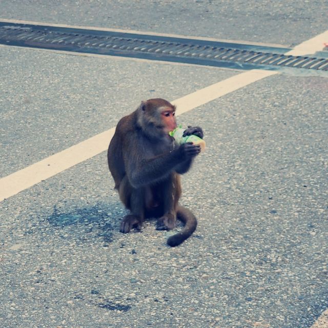 東部海岸風景區：悠閒體驗大自然的瑰寶