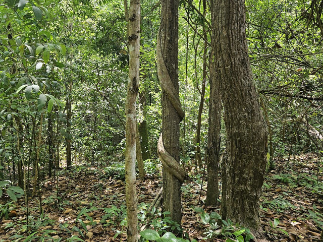 Doi Suthep Hiking Trail (Wat Pha Lat) 