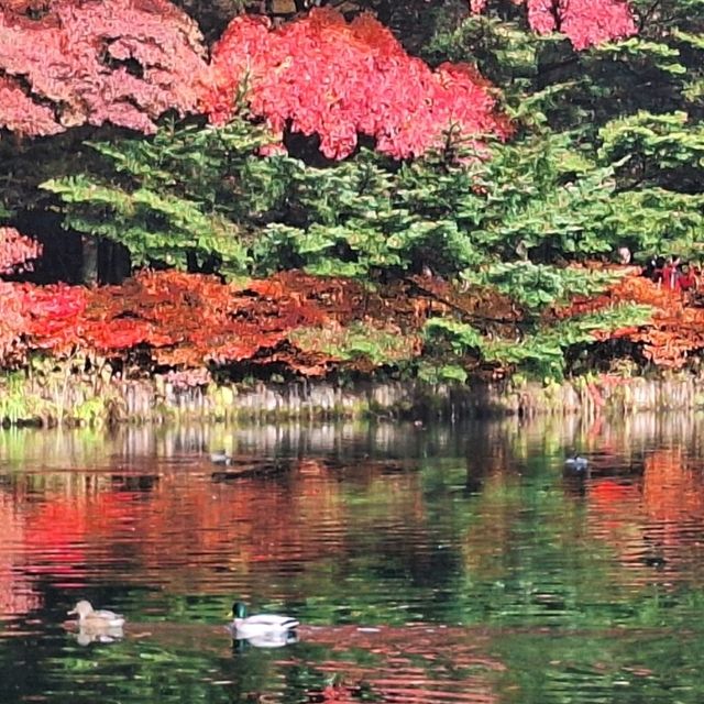 浸泡在露天溫泉，觀賞著遍山紅葉