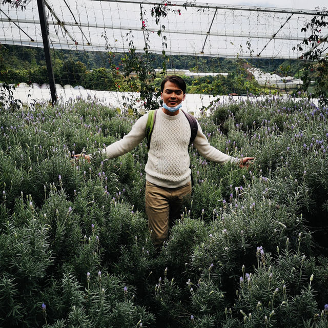 Purple Paradise: A Magical Day at Lavender Garden Cameron Highlands!