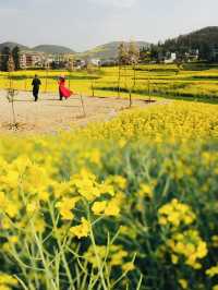 The Unmatched Beauty of Luoping's Rapeseed Flower Fields