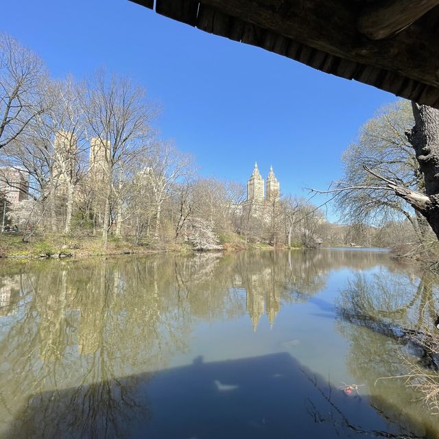 Sakura in Central Park 🇺🇸 New York City