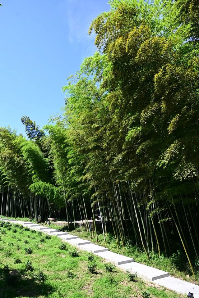 巢湖東庵森林公園