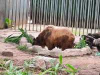 廣州動物園一遊。