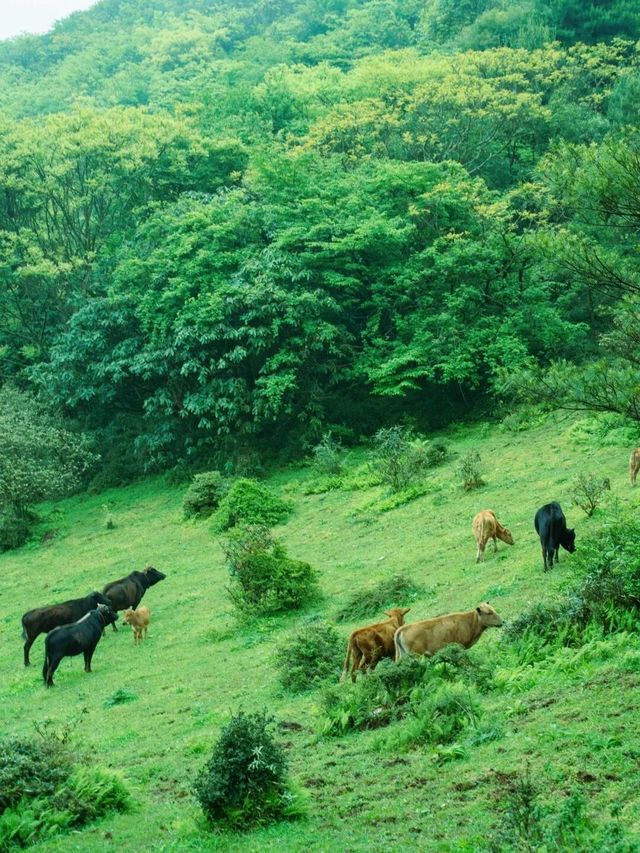 被遺忘的行山天堂——豐都夾壁山。