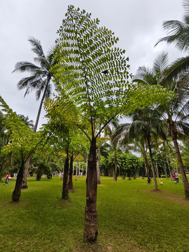 中國科學院西雙版納熱帶植物園（雲南省，5A）