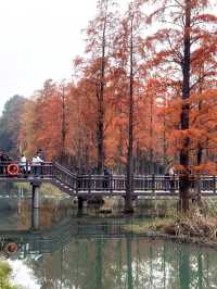 青西郊野公園水上森林開放了