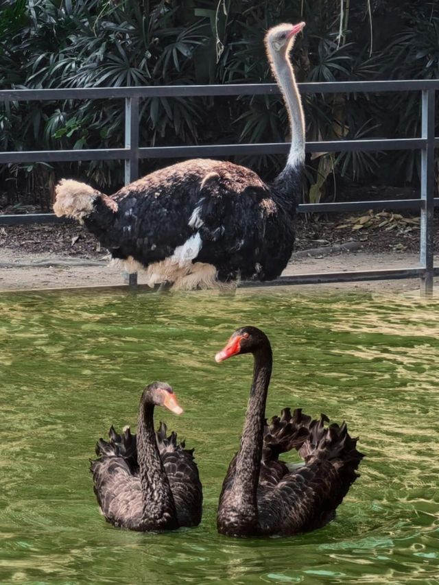 廣州動物園保姆級攻略 | 僅需 20 元暢玩一整天