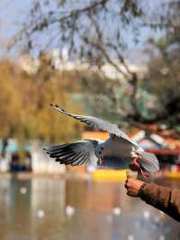 昆明翠湖公園：觀鷗帶娃 Trip Moments 好地方！