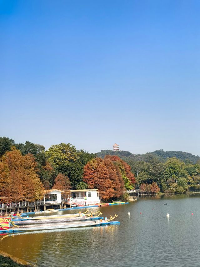 鹿湖公園：落羽杉已到最佳觀賞期