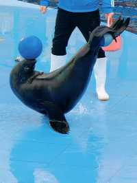 冬季反向遊 | 附上海野生動物園互動遊玩攻略