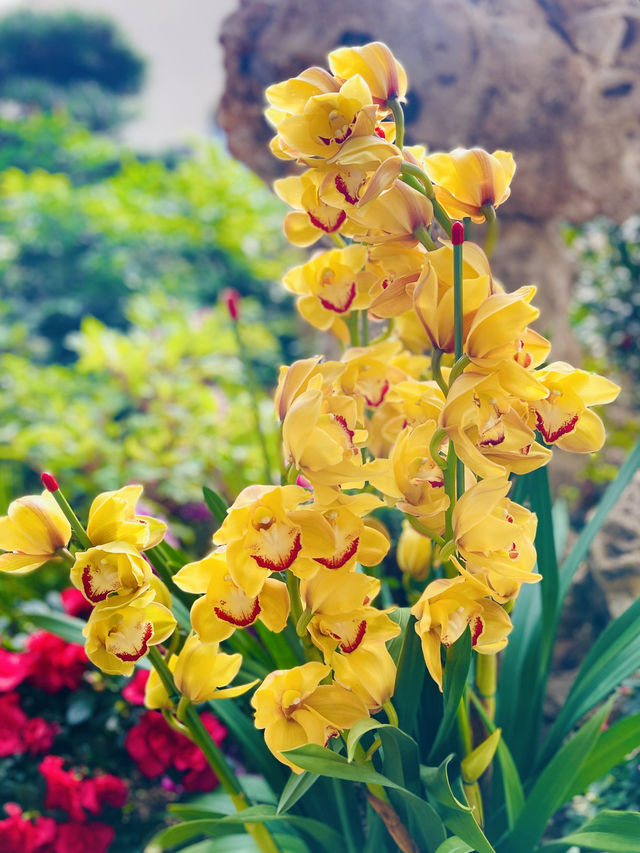 三九首日 邂逅鮮花綻放 景山公園