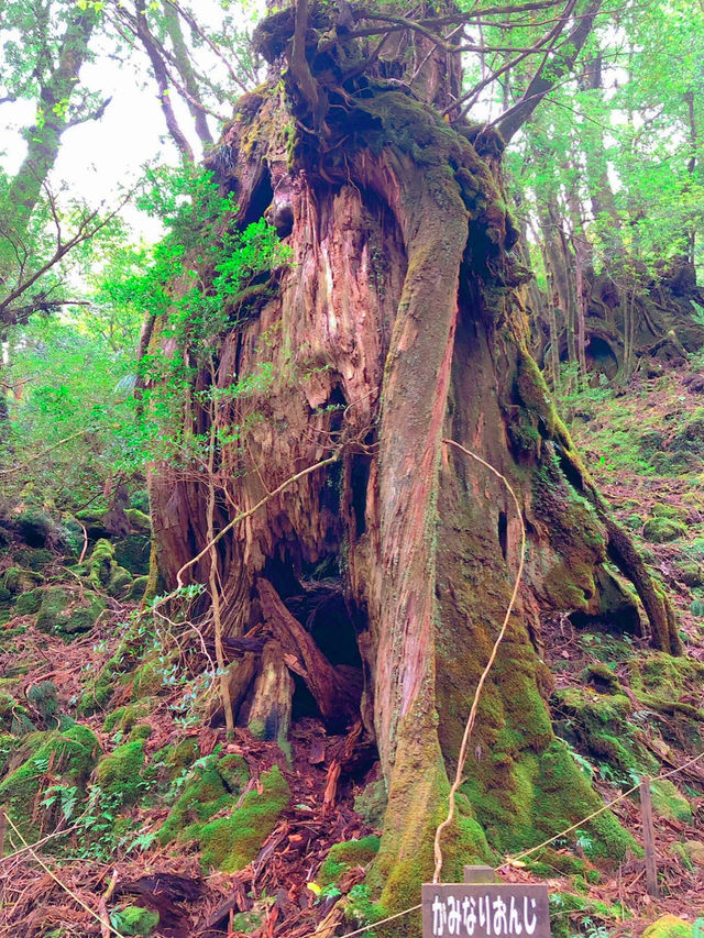 まるでジブリの世界🌿苔むす白谷雲水峡🌿