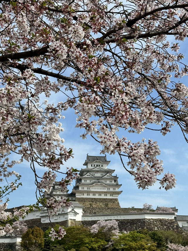 世界遺産姫路城！桜とのコラボレーションは絶景✨